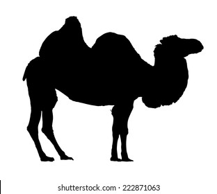 Standing bactrian camel vector silhouette (Camelus bactrianus). Isolated on white black silhouette