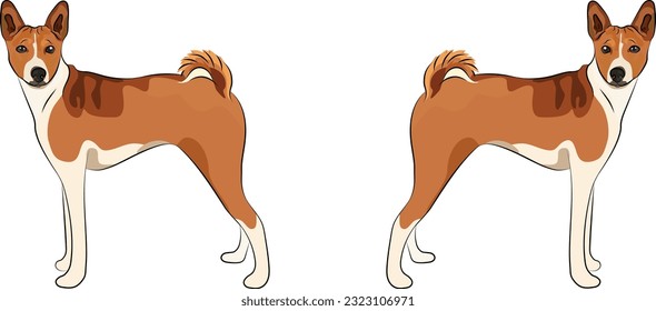 Standing Basenji dogs. Cute side view pet. Logo design, breed of working dog of medium to large size. Pet character postcard art. Funny dog mascot. Detailed fawn small pet illustration.
