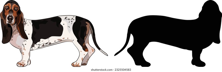 Standing Basset hound dogs. Cute side view pet. Logo design, breed of working dog of medium to large size. Pet character postcard art. Funny dog mascot. Detailed fawn small pet illustration,silhouette