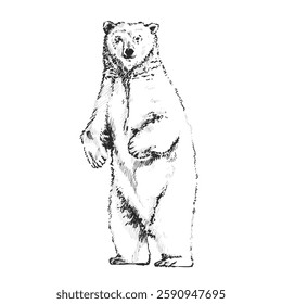 Standing Bear Sketch hand drawn Illustration