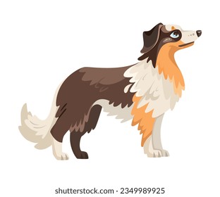 Standing Border Collie Dog Breed with Thick Coat Vector Illustration