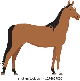 Standing Brown Horse