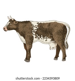 Standing brown milk cow in spots, side view