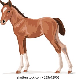 standing brown pony foal