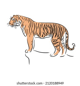 standing calm tiger. Stylized characters set. Colored and black and white drawings by hand. Exotic wild animal. Safari print. Chinese zodiac symbol of 2022 lunar new year. Vector illustration.