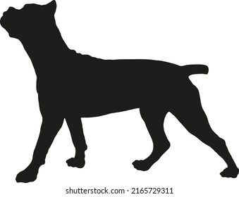 Standing cane corso italiano puppy. Italian corso dog or italian mastiff. Black dog silhouette. Pet animals. Isolated on a white background. Vector illustration.