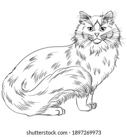 Standing cat breed Ragdoll looking forward. Line art vector illustration suitable for coloring book page. Print in hand draw style isolated on white background. Fluffy cat in simple sketch style.