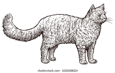 Standing cat illustration  drawing  engraving  ink  line art  vector