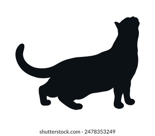 Standing cat silhouette isolated on white background. Cat reaches up. Feline pose. Vector illustration