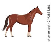 Standing chestnut horse side view. Vector illustration isolated on a white background in a realistic style