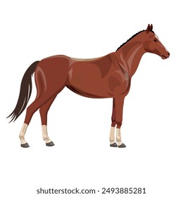 Standing chestnut horse side view. Vector illustration isolated on a white background in a realistic style