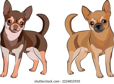 Standing Chihuahua dogs. Cute toy dog logo design, breed of working dog of medium to large size. Pet character postcard art. Funny dog mascot. Detailed fawn small pet illustration. Chocolate and fawn.