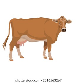 Standing cow. Brown Swiss dairy cattle. Farm animals. Livestock. Vector Illustration isolated on a white background in a cartoon style