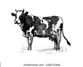 Standing cow. Realistic line drawing