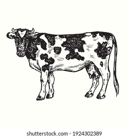 Standing cow, side view. Ink black and white drawing. Vector illustration