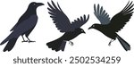 A standing crow and flying crows clipart isolated, simple flat vector illustration design.