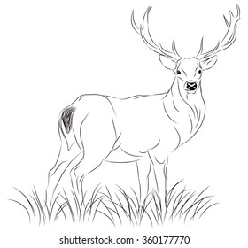 Standing Deer