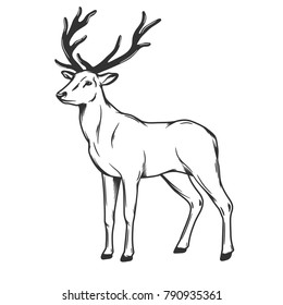 Standing deer isolated on white background. Vector illustration.