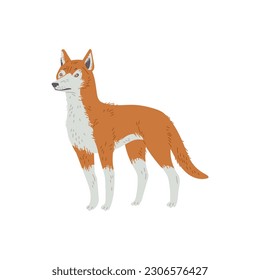 Standing dingo dog Australian animal flat style, vector illustration isolated on white background. Decorative design element, wild animal, detailed mammal character