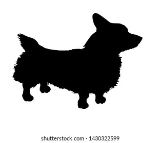 Standing dog. Black silhouette Pembroke Welsh Corgi.