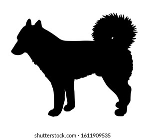 Standing dog. Black silhouette Siberian husky