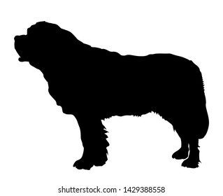 Standing dog. Black silhouette St Bernard.