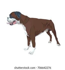Standing dog. Boxer on the white background.