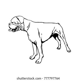 Standing dog. Boxer on the white background.