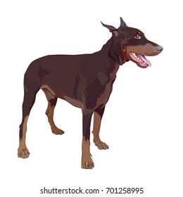Standing dog. Doberman Pinscher on the white background.