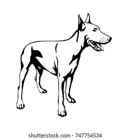 Standing dog. Doberman Pinscher on the white background.