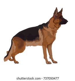 Standing dog. German Shepherd on a white background.