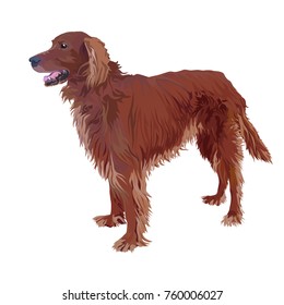 Standing Dog. Irish Setter On A White Background.