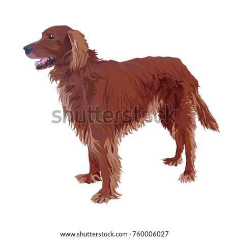 Standing dog. Irish Setter on a white background.