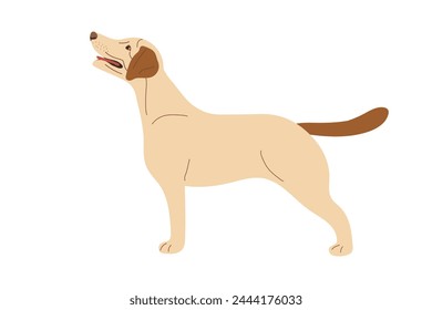 Standing Dog. Labrador Retriever. Animal training. Service Show dog on side in ring. Thoroughbred Pet, domestic animal. Light-colored short-haired dog. Flat vector animal isolated on white background