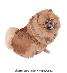 Standing dog. A Pomeranian Spitz on the white background.