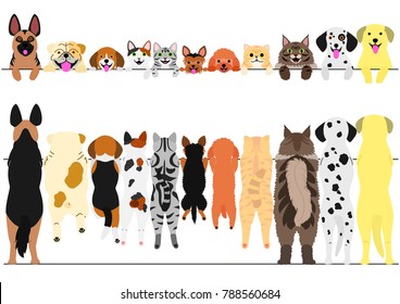 standing dogs and cats front and back border set