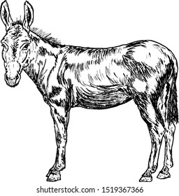 A standing donkey. Hand drawn vector illustration. 