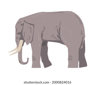 Standing Elephant as Large African Animal with Trunk, Tusks, Ear Flaps and Massive Legs Vector Illustration