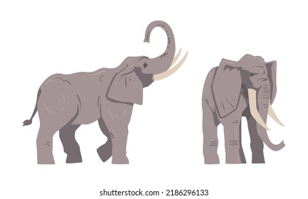 Standing Elephant as Large African Animal with Trunk, Tusks, Ear Flaps and Massive Legs Vector Set