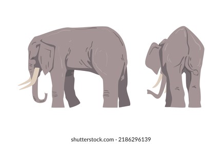 Standing Elephant as Large African Animal with Trunk, Tusks, Ear Flaps and Massive Legs Vector Set