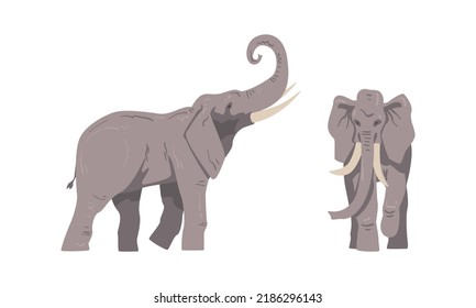 Standing Elephant as Large African Animal with Trunk, Tusks, Ear Flaps and Massive Legs Vector Set