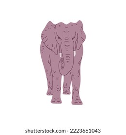 Standing elephant with two tusks flat style, vector illustration isolated on white background. Decorative design element, front view, African or Indian animal