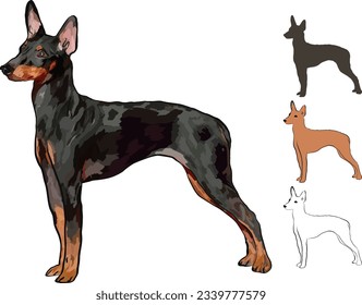 Standing English toy terrier detailed drawn dog. Cute side view pet. Logo design, dog silhouette and outlines, dog stroke. Pet character postcard art. Funny dog mascot. Detailed small pet illustration