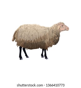 Standing farm sheep. Vector illustration isolated on white background