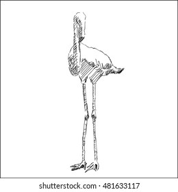 standing flamingo bird  vector illustration, in sketch hand drawn style