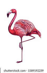 Standing flamingo on white bg, full color sketch, hand drawn vector illustration