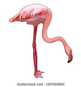 Standing flamingo, vector illustration