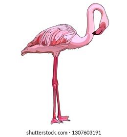 Standing Flamingo, vector illustration
