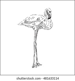 standing flamingo waterfowl vector illustration, in sketch hand drawn style