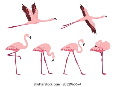 Standing and flying Flamingo birds. Pink flamingos in different poses isolated on white background. Birds cartoon icon set vector illustration.